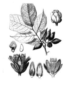 Talisia esculenta Pitomba Talisia esculenta Pitomba